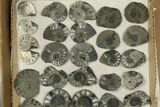 Lot: Cut & Polished, Pyrite Replaced Ammonite Pairs - Pieces #276581-1